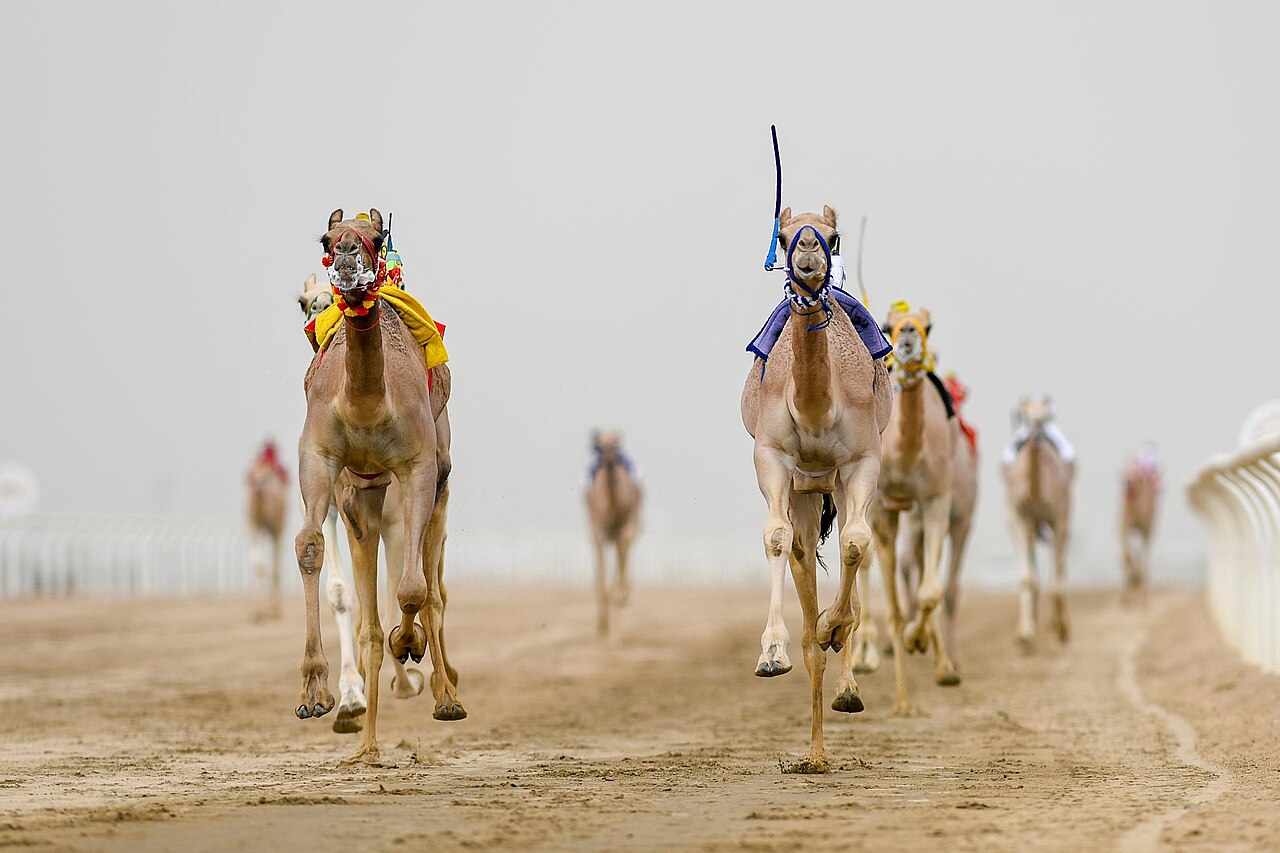 هجنٌ سباقية تنطلق في ميدان الطائف عند مطلع النهار